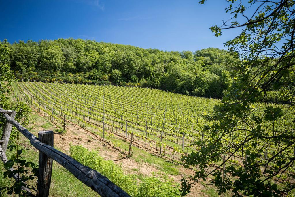 Le Cetinelle Pensionat Greve in Chianti Exteriör bild